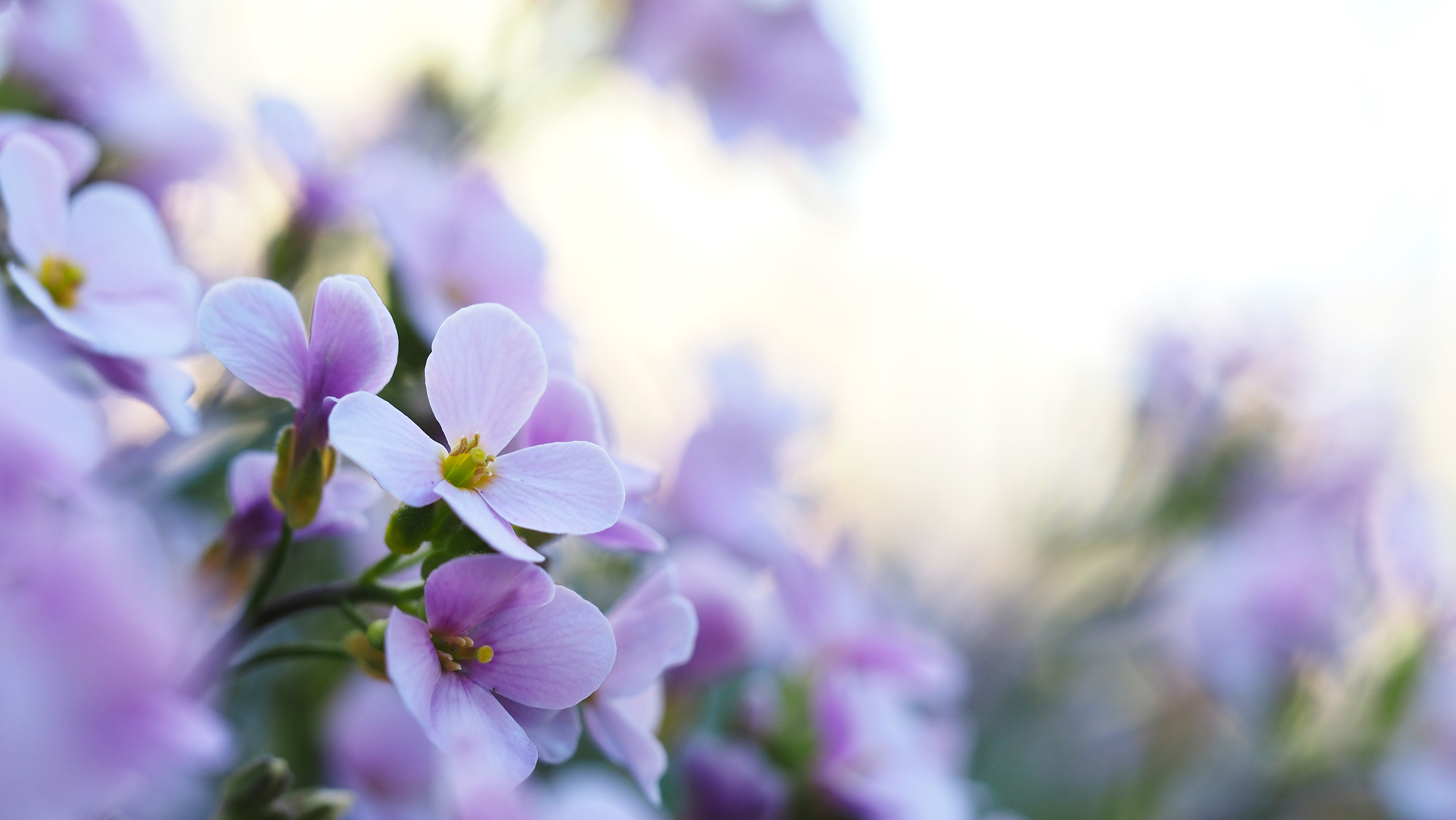 Flowers representing compassionate hospice support and comfort care for families in Idaho